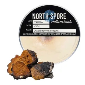 Chaga Mushroom Plate Culture